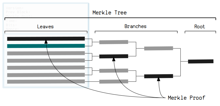 You only need the right branches (the "merkle proof") to reconstruct the merkle root